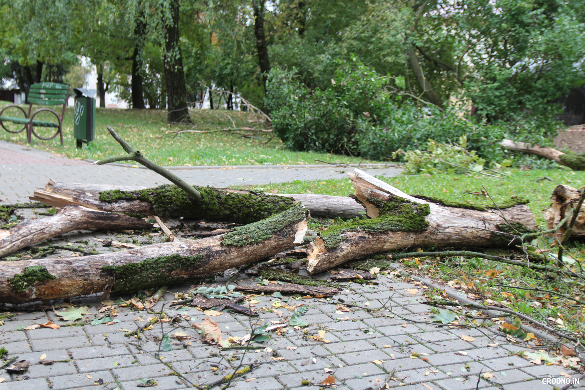 Посмотрите на последствия ночного шторма в Гродно — деревья сломало пополам